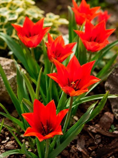 Tulipa batalinii "Red Hunter"