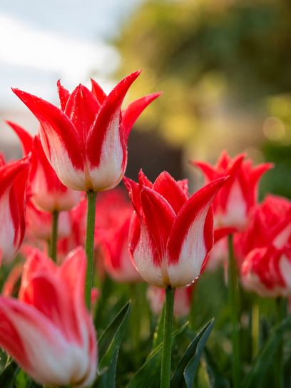 Tulipa "Strawberry Romanoff"