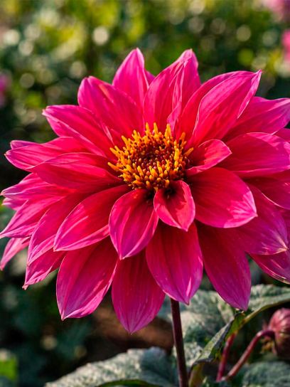 Dahlia "Bishop of Canterbury"
