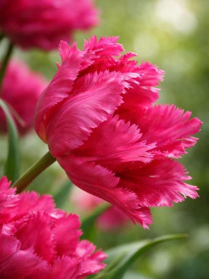 Tulipa "Power Parrot"