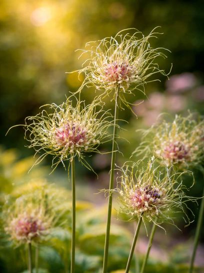 Allium "Hair"