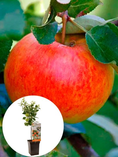 Apple 'James Grieve' container (P18)
