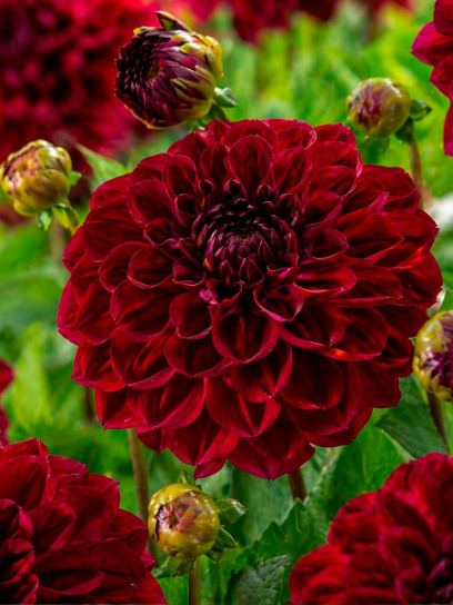 Dahlia "Buran" BIO