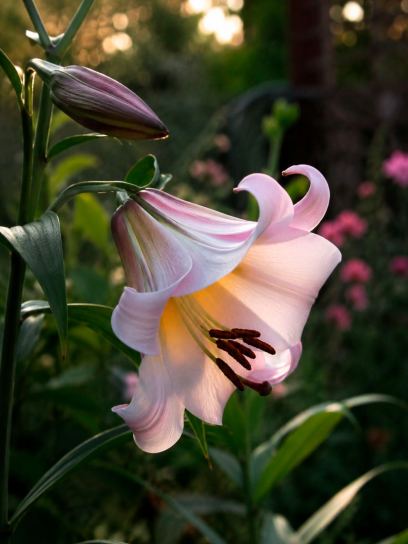 Lilium "Eastern Moon"