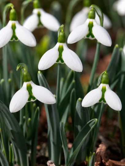 Galanthus elwesii "Beluga"