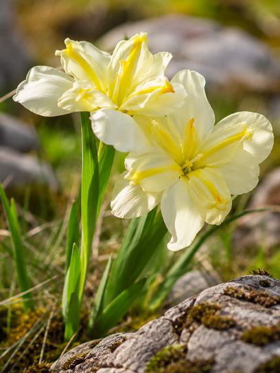 Narcissus "Donaupark"
