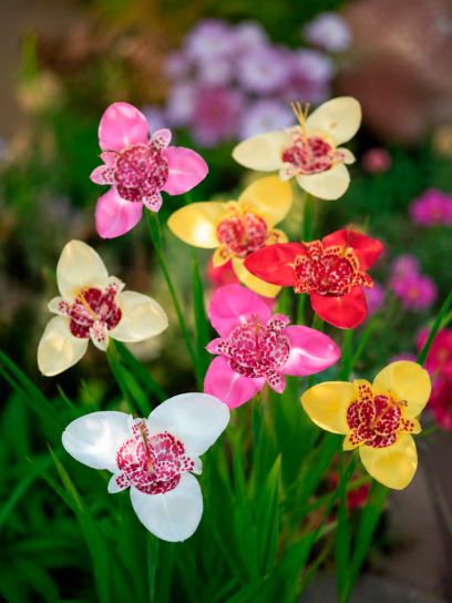 Tigridia pavonia mix