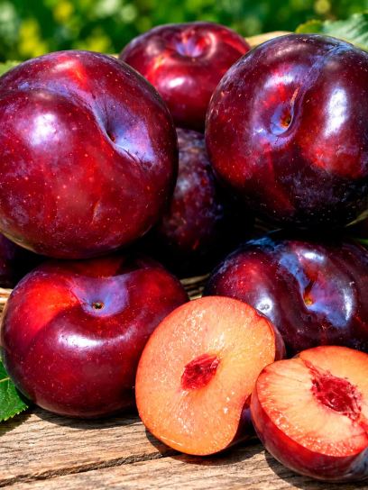 Plum 'Opal' container (P23)
