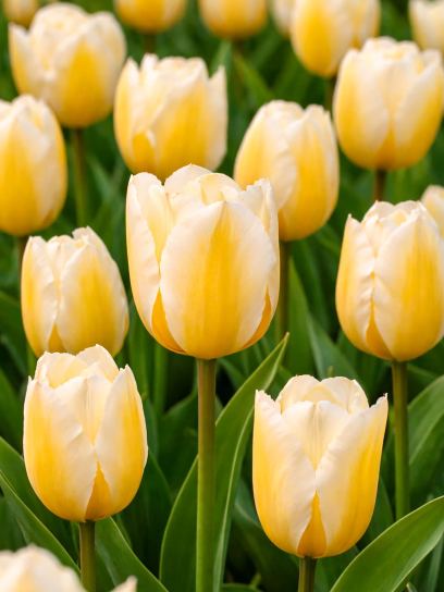 Tulipa "Sweetheart"