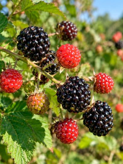 Framboos ‘Black Jewel’ (Zwart)