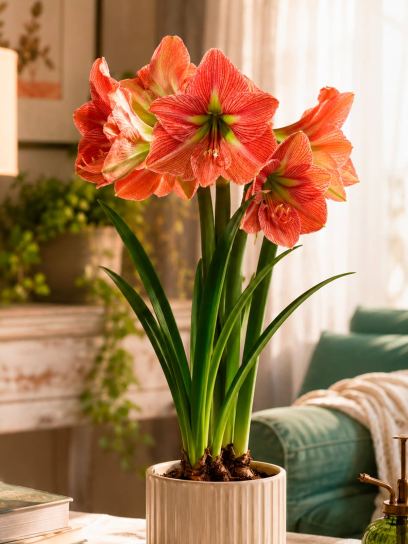 Hippeastrum "Terra Cotta Star"