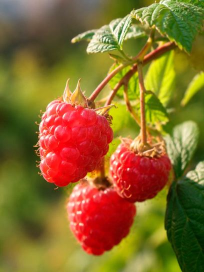 Rubus idaeus "Lucky Berry"® CAC