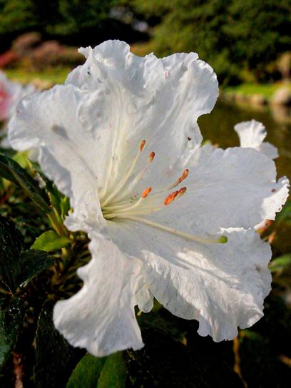 Azalea japonica "Gumpo White"