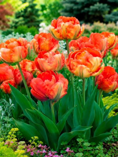 Tulipa "Flower Power"