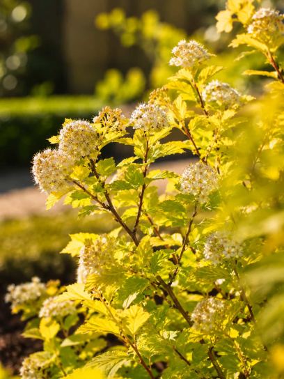 Physocarpus opulifolius "Dart's Gold"