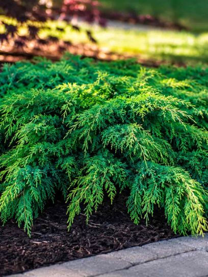 Juniper 'Pfitzeriana' (P11)