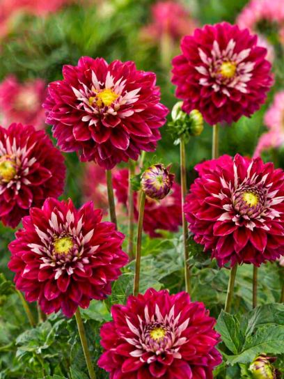 Dahlia "Embassy"