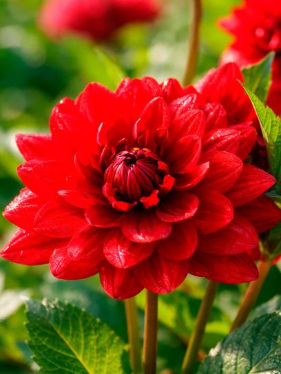Dahlia "Karma Amora"