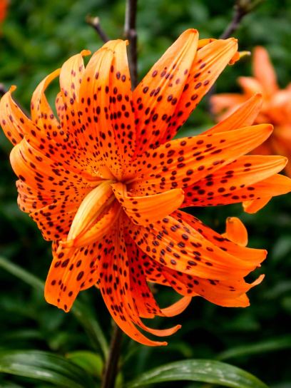 Lilium lancifolium