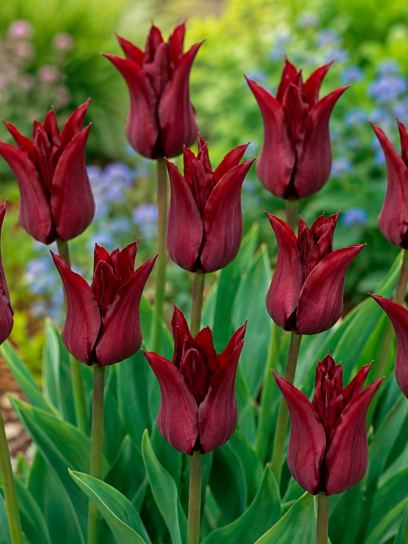 Tulipa "Sarah Raven"