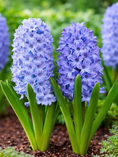 Hyacinthus "Blue Star" -prepared-