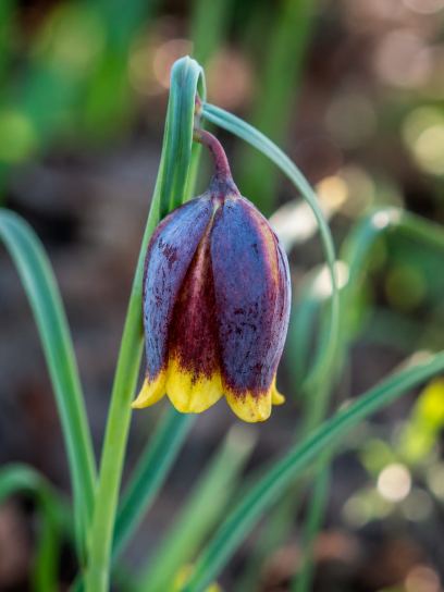 Fritillaria uva-vulpis