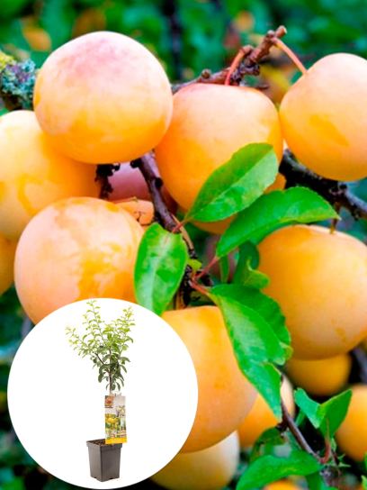 Plum "Mirab. de Nancy" container (P18)