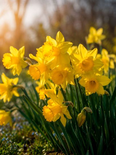 Narcissus "Arkle"