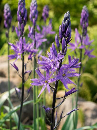 Camassia "Violet Candle"