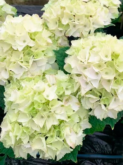 Hortensja macrophylla 'Wudu' pojemnik (P9)