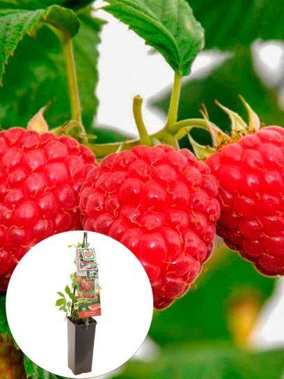 Raspberry "Glen Ample" container (P11)