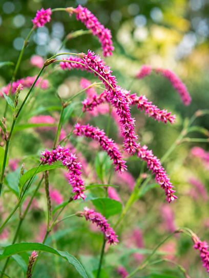 Persicaria orientalis "Cerise Pearls" -zaden-