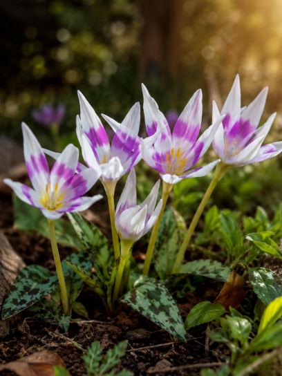 Colchicum "Harlekijn"