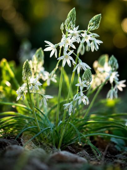 Ornithogalum ponticum "Sochi"