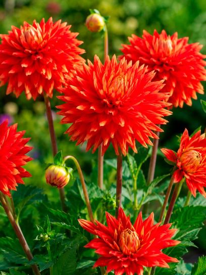 Dahlia "Vulcan"