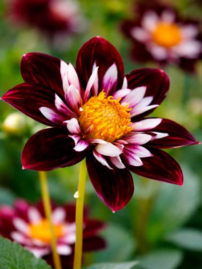 Dahlia "Night Butterfly"