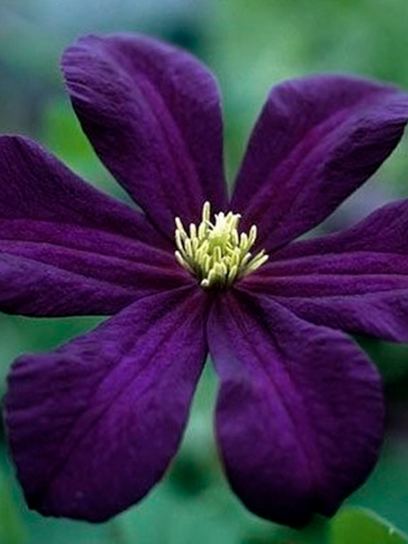 Clematis "Romantika" contentor (C2)