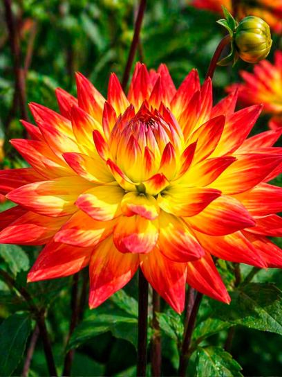 Dahlia "Bridge View Aloha"