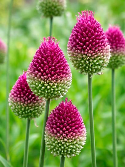Allium sphaerocephalon