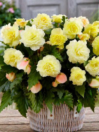Begonia "Wummi Creme"