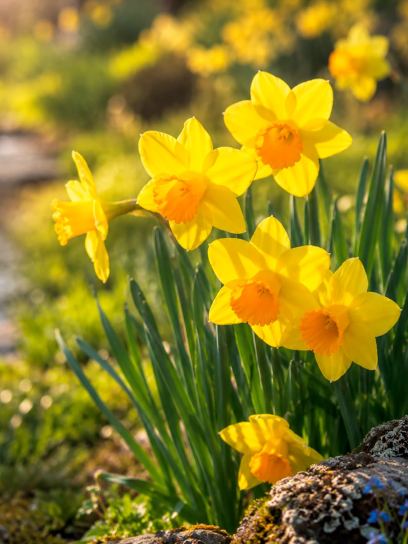 Narciso "Classic Garden"
