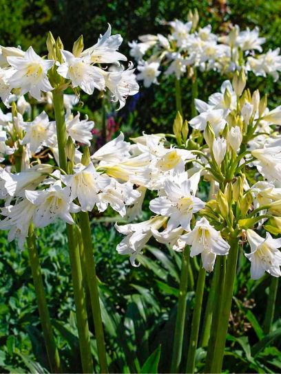Amarygia "Alba"