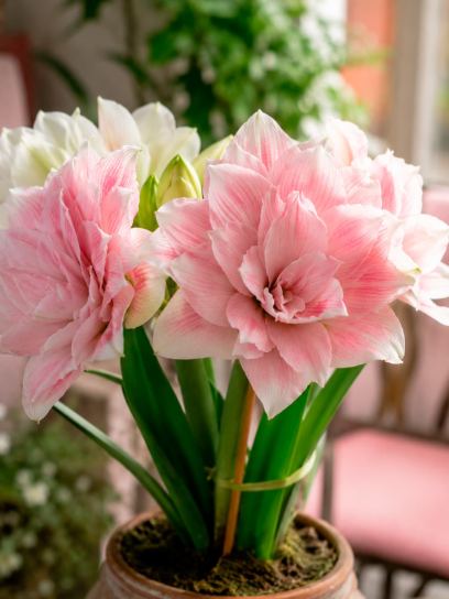 Hippeastrum "Candy Belle"