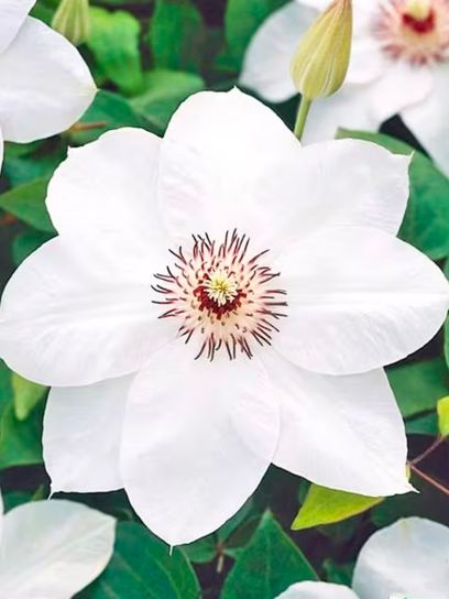 Clematis "Miss Bateman" container (C2)