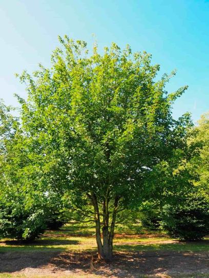 Maple "Campestre" container (C3)
