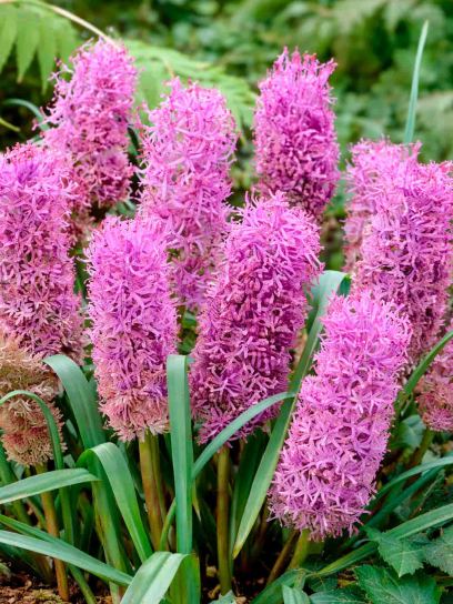 Muscari comosum "Plumosum"