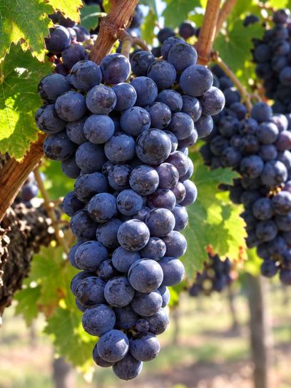 Grape ‘Muscat Blue’