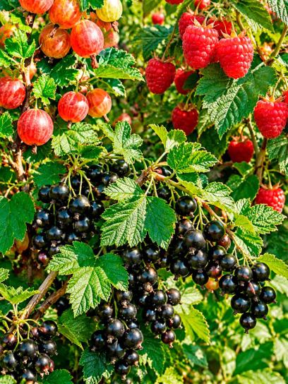Berry Garden Starter Collection – 3 Plants