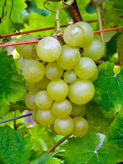 Grape "Primus" container (C3)