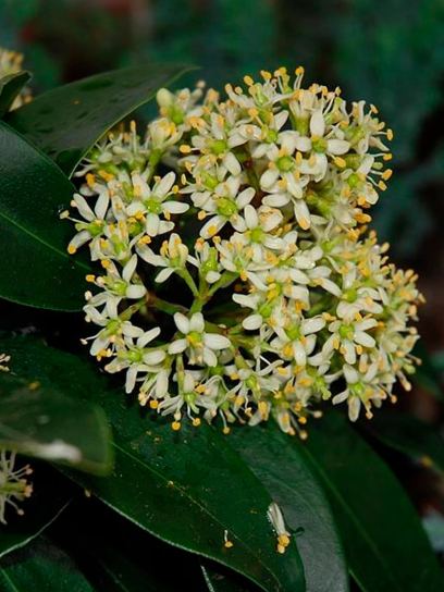 Skimmia "White Globe" conteneur (C3)